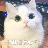 大猫🐈