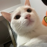 A catburger