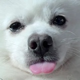 主厨小龟