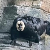 猪肉质检员
