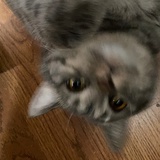 桃叶鸦葱葱