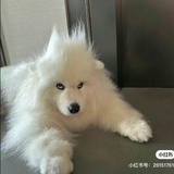小狗诅咒全世界