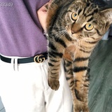 士多俾梨苹果橙