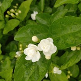 蒙蒙细雨