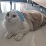 睡个好觉吧
