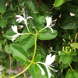 小桥流水人家