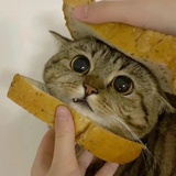 吃饼饼