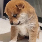 墨宝非宝诶