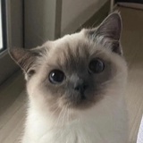 柚子杀手