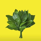 不吃碳水会die