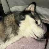 重生之我是二哈