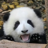 爱睡大觉