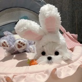 kiyoPochacco