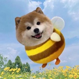 读报的向日葵