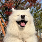 普拉斯提克