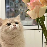 抹茶绿蛋糕
