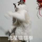 谁能拒绝猪猪呢