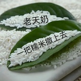 邓姓蚊子