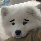 小狗多吃菜