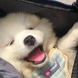 兔