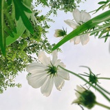 .hua