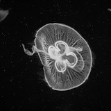 水母馆漂流