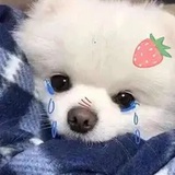 肥鸡仙仙