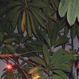 Ive金采源