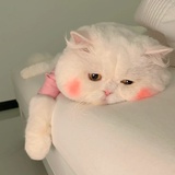 吃橙子吗