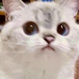 猫勿
