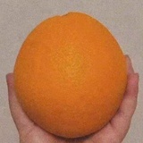 发条橘
