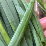 阿尼亚(未上岗)