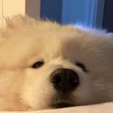 木村句号