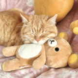 小橘猫