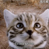 饭小琉