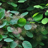稻花香里说丰年
