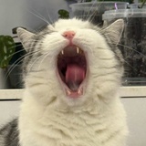 圆头圆脑圆肚皮