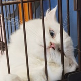 molso