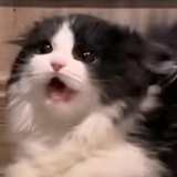 我爱猫猫