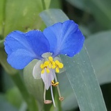 茉莉花开