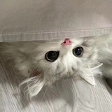 敛翼