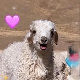 我免费了