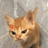 呆瓜不呆