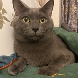 大猫