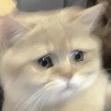 侨侨子