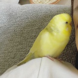 若宜