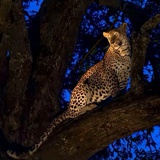 好运来来来来来