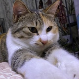 小猫拖拖