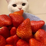 哇呀啊
