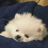曜曜